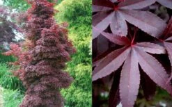 Twombly's Red Sentinel Japanese Maple - 2 Gallon Pot (2.5-3') -Green Haven Sales Japanese Maple Twomblys Red Sentinel Summer