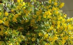 Butterscotch Yellow Jasmine (Jessamine) Gelsemium Sempervirens - 3 Gallon Pot -Green Haven Sales Jasmine Butterscotch 51 1