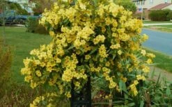 Butterscotch Yellow Jasmine (Jessamine) Gelsemium Sempervirens - 3 Gallon Pot -Green Haven Sales Jasmine Butterscotch 52 1