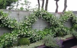 Madison Confederate Jasmine - 2 Gallon Pot 10 Madison Confederate Jasmine - 2 Gallon Pot -Green Haven Sales Jasmine Madison 12 1