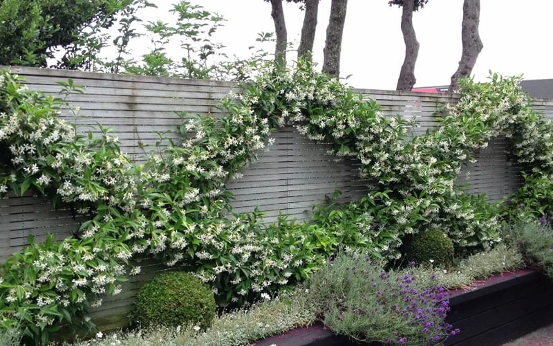 Madison Confederate Jasmine - 2 Gallon Pot 4 Madison Confederate Jasmine - 2 Gallon Pot - Image 4