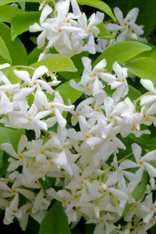 Madison Confederate Jasmine - 2 Gallon Pot 1 Madison Confederate Jasmine - 2 Gallon Pot