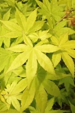 Summer Gold Japanese Maple - 3 Gallon Pot -Green Haven Sales Jpanese Maple Summer Gold Rev 500x750 1