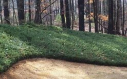 Blue Pacific Juniper - 2 Gallon Pot 11 Blue Pacific Juniper - 2 Gallon Pot -Green Haven Sales Juniper Blue Pacific 1