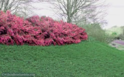 Blue Pacific Juniper - 6-Pack Of 1 Gallon Pots -Green Haven Sales Juniper Blue Pacific 16