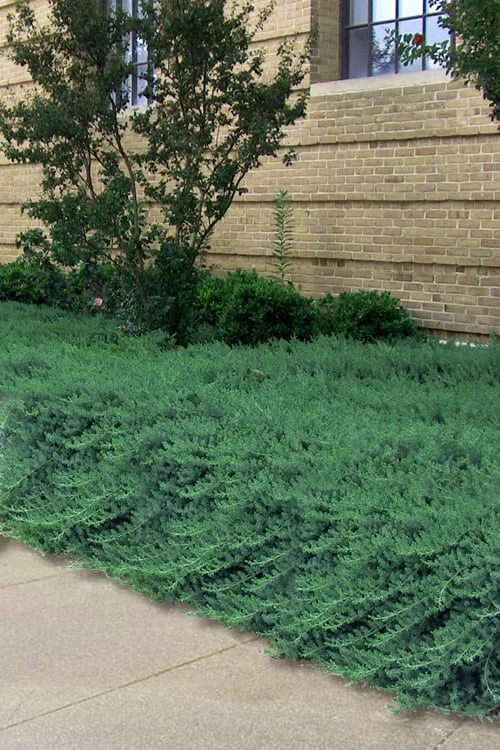 Blue Pacific Juniper - 2 Gallon Pot 1 Blue Pacific Juniper - 2 Gallon Pot