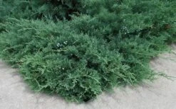 Blue Sargent Juniper - 6-Pack Of 1 Gallon Pots -Green Haven Sales Juniper Blue Sargent 2