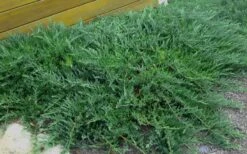 Blue Sargent Juniper - 6-Pack Of 1 Gallon Pots -Green Haven Sales Juniper Blue Sargent Rev