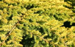 All Gold Golden Pacific Juniper - 2 Gallon Pot -Green Haven Sales Juniper Golden Pacific 10