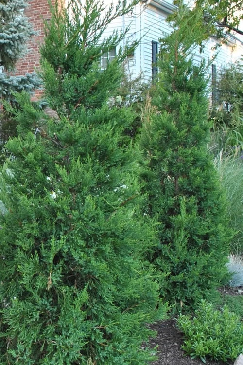 Hetzi Columnar Juniper - 3 Gallon Pot 1 Hetzi Columnar Juniper - 3 Gallon Pot