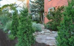 Hetzi Columnar Juniper - 1 Gallon Pot 9 Hetzi Columnar Juniper - 1 Gallon Pot -Green Haven Sales Juniper Hetzi Columnar Landscape 1