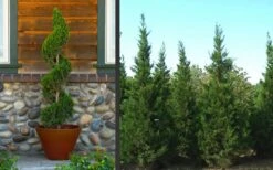 Hetzi Columnar Juniper - 1 Gallon Pot 8 Hetzi Columnar Juniper - 1 Gallon Pot -Green Haven Sales Juniper Hetzi Columnar Landscape 2 1