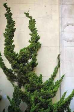 Hollywood Torulosa Juniper - 1 Gallon Pot -Green Haven Sales Juniper Hollywood 12