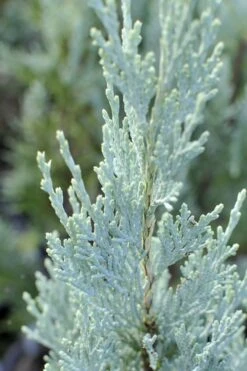 Moonglow Pyramidal Blue Juniper - 7 Gallon Pot (3-4') -Green Haven Sales Juniper Moonglow 3