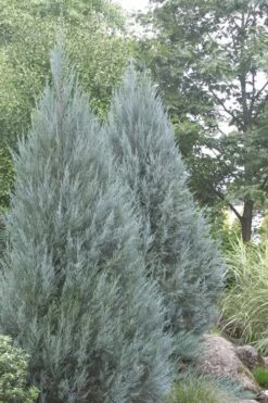 Moonglow Pyramidal Blue Juniper - 7 Gallon Pot (3-4') -Green Haven Sales Juniper Moonglow 4