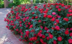 Red Double Knock Out Rose - 2 Gallon Pot 9 Red Double Knock Out Rose - 2 Gallon Pot -Green Haven Sales Knock Out Rose Double Red 7