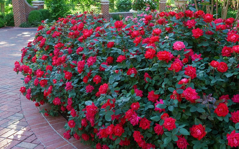 Red Double Knock Out Rose - 2 Gallon Pot 4 Red Double Knock Out Rose - 2 Gallon Pot - Image 4