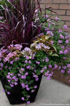 Trailing Lavender Lantana - 5 Pack Of Pint Pots -Green Haven Sales Lantana Trailing Lavender 16