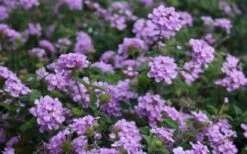 Trailing Lavender Lantana - 5 Pack Of Pint Pots -Green Haven Sales Lantana Trailing Lavender 2