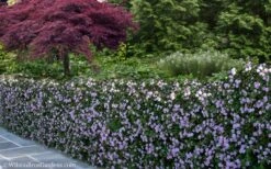 Trailing Lavender Lantana - 5 Pack Of Pint Pots -Green Haven Sales Lantana Trailing Lavender 22