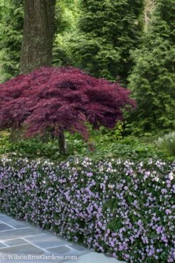 Trailing Lavender Lantana - 5 Pack Of Pint Pots -Green Haven Sales Lantana Trailing Lavender 23