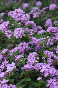 Trailing Lavender Lantana - 5 Pack Of Pint Pots -Green Haven Sales Lantana Trailing Lavender 500x750 1