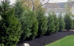 Leyland Cypress - 3 Gallon Pot -Green Haven Sales Leyland Cypress 50