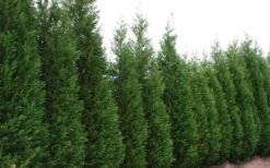 Leyland Cypress - 3 Gallon Pot -Green Haven Sales Leyland Cypress 51