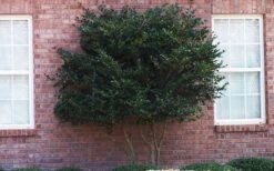 Wavy Leaf Ligustrum Recurvifolium - 1 Gallon Pot -Green Haven Sales Ligustrum Recurvifolia Curly Leaf Tree Form