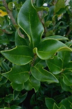 Wavy Leaf Ligustrum Recurvifolium - 1 Gallon Pot -Green Haven Sales Ligustrum Recurvifolium 10