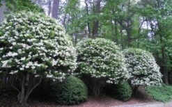 Wavy Leaf Ligustrum Recurvifolium - 1 Gallon Pot -Green Haven Sales Ligustrum Recurvifolium 5