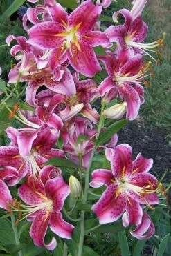 Stargazer Oriental - 1 Gallon Pot -Green Haven Sales Lilium Stargazer 1