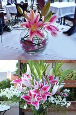 Stargazer Oriental - 1 Gallon Pot -Green Haven Sales Lilium Stargazer 4