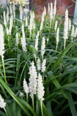 Monroe's White Liriope (Lilyturf) - 6 Pack Of 1 Gallon Pots -Green Haven Sales Liriope Monroes White 500x750 1