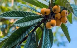 Loquat Tree (Eriobotrya Japonica) - 7 Gallon Pot (6-7') 10 Loquat Tree (Eriobotrya Japonica) - 7 Gallon Pot (6-7') -Green Haven Sales Loquat 12 1