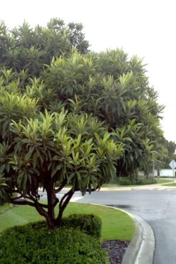 Loquat Tree (Eriobotrya Japonica) - 7 Gallon Pot (6-7') 9 Loquat Tree (Eriobotrya Japonica) - 7 Gallon Pot (6-7') -Green Haven Sales Loquat Tree 500x750 2