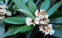 Loquat Tree - Eriobotrya Japonica - 3 Gallon Pot -Green Haven Sales Loquat Tree Flowers