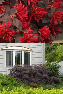 Ever Red Loropetalum (Chinese Fringeflower) - 3 Gallon Pot -Green Haven Sales Loropetalum Ever Red 2 500x750 1