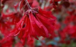 Ever Red Loropetalum (Chinese Fringeflower) - 3 Gallon Pot -Green Haven Sales Loropetalum Ever Red Flowers 4