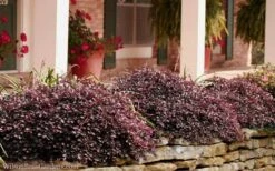 Purple Pixie Loropetalum - 3 Gallon Pot -Green Haven Sales Loropetalum Purple Pixie 102