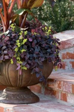 Purple Pixie Loropetalum - 2 Gallon Pot 13 Purple Pixie Loropetalum - 2 Gallon Pot -Green Haven Sales Loropetalum Purple Pixie 104 1