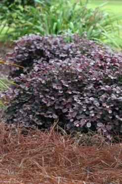Purple Pixie Loropetalum - 2 Gallon Pot