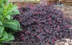 Purple Pixie Loropetalum - 3 Gallon Pot -Green Haven Sales Loropetalum Purple Pixie 12