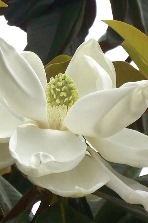 D. D. Blanchard Southern Magnolia - 1 Gallon Pot 1 D. D. Blanchard Southern Magnolia - 1 Gallon Pot