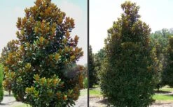 D. D. Blanchard Southern Magnolia - 3 Gallon Pot -Green Haven Sales Magnolia DD Blanchard