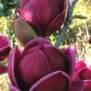 Genie Magnolia Tulip Tree - 1 Gallon Pot