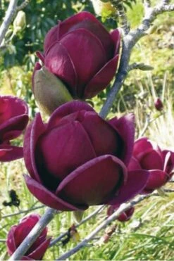 Genie Magnolia Tulip Tree - 1 Gallon Pot -Green Haven Sales Magnolia Genie 10