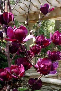 Genie Magnolia Tulip Tree - 5 Gallon Pot -Green Haven Sales Magnolia Genie 4 1