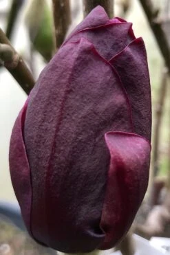 Genie Magnolia Tulip Tree - 5 Gallon Pot -Green Haven Sales Magnolia Genie 8 1