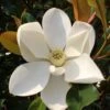 Kay Parris Southern Magnolia - 7 Gallon Pot (3-4')